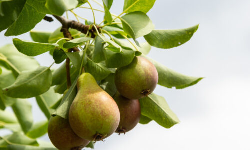 The Health Benefits of Pears